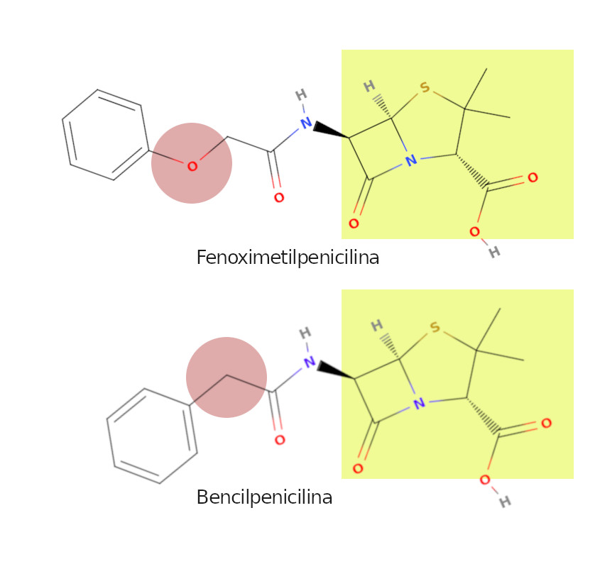 All penicillins have the yellow structure in common. These two differ in the part highlighted in red.