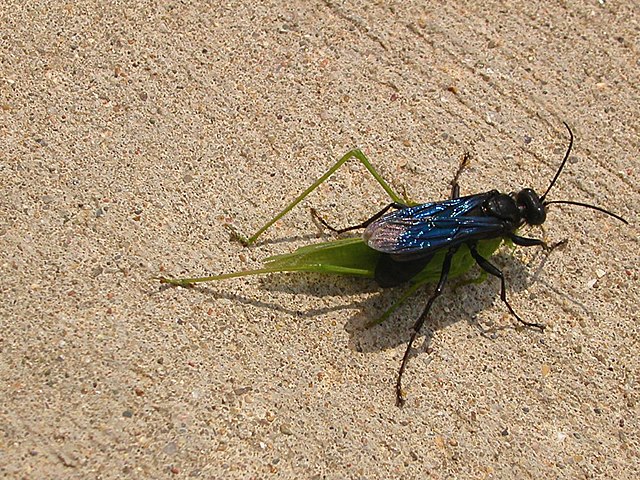 Sphex wasp from the experiment mentioned in the book Godel, Escher, Bach: An Eternal Golden Braid